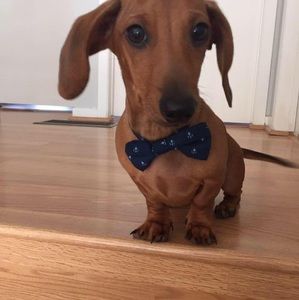 Meet your Posher, Kevin